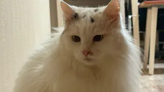 Благодарны ли уличные коты за то, что их забрали домой - запомните раз и на всю жизнь