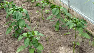 Жалею, что не интересовался этим методом раньше: вот чем стоит подкармливать перец, чтобы вырос крупным, мясистым и вкусным