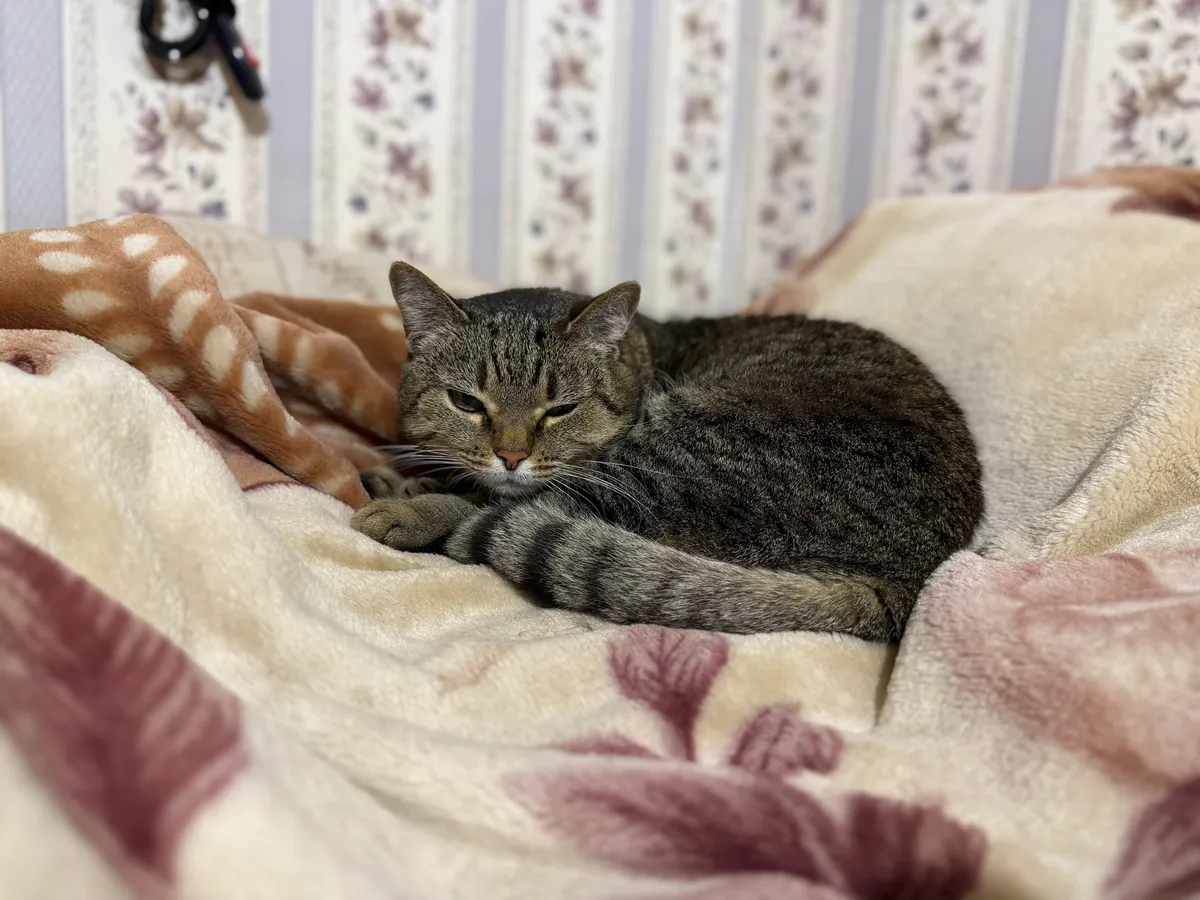 Хозяин спит, а кошка по нему ходит как по тротуару. Что же это означает