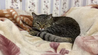 Хозяин спит, а кошка по нему ходит как по тротуару. Что же это означает