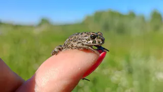 В пойме Оки под Рязанью заметили нашествие жаб
