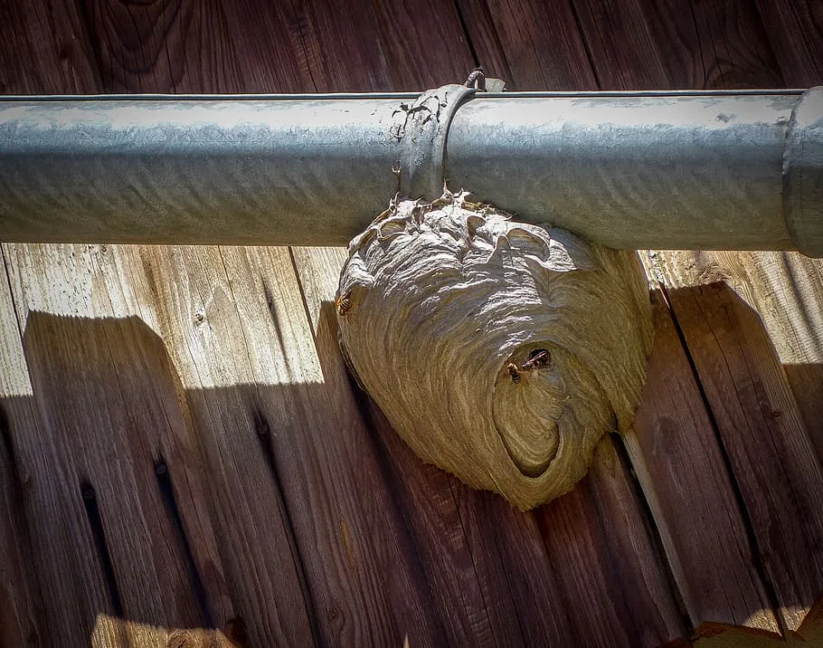 Если рядом поселились осы, сразу необходимо: 1 простой шаг – и забываем про гнезда навсегда