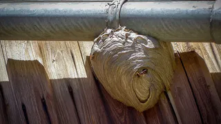 Если рядом поселились осы, сразу необходимо: 1 простой шаг – и забываем про гнезда навсегда