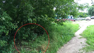 Свинству нет предела: на набережной Рязанского Кремля образовалась помойка