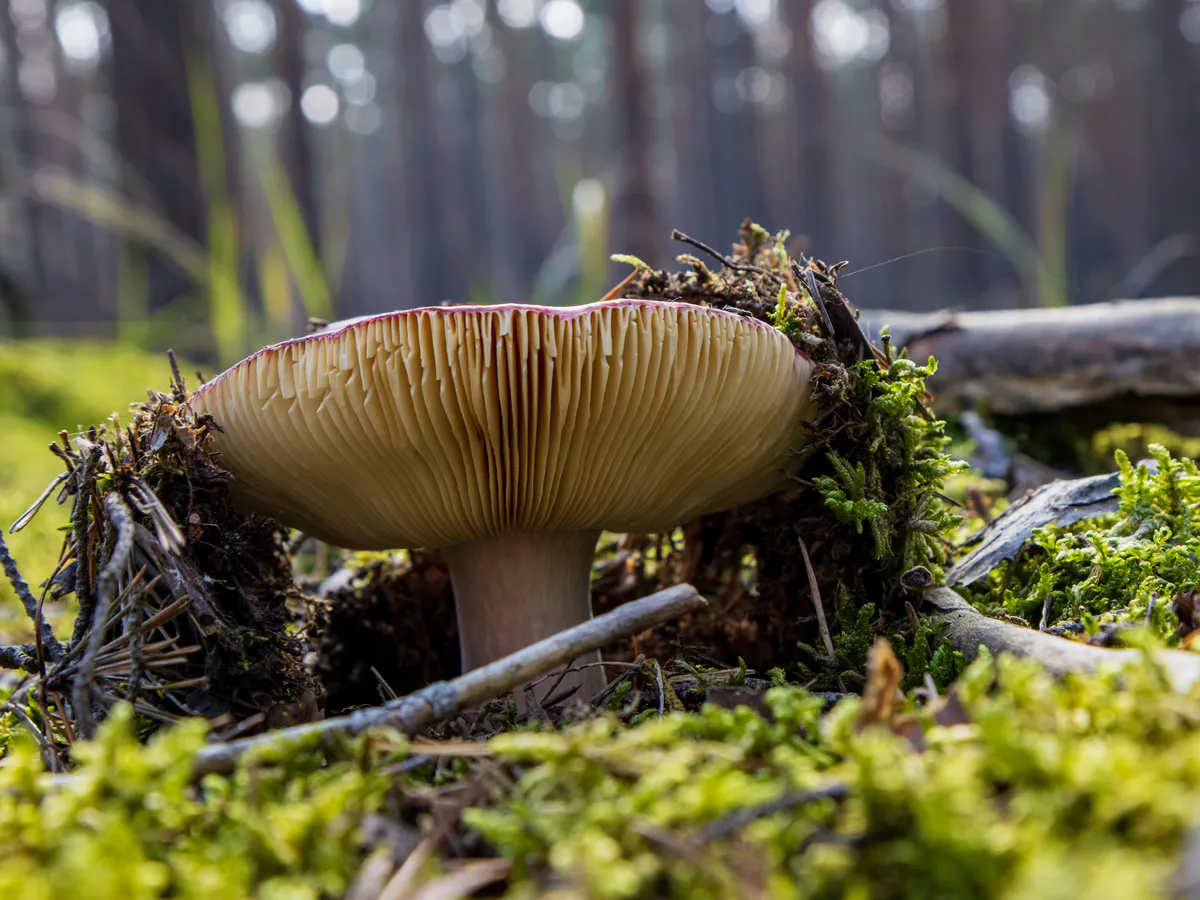 Грибников начнут задерживать и штрафовать прямо в лесах: это строгое правило вводится с 27 июня