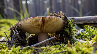 Грибников начнут задерживать и штрафовать прямо в лесах: это строгое правило вводится с 27 июня