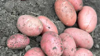 В Коми поддержат сельхозпредприятия, повышающие плодородие земель