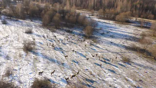 В Пензенской области продолжается работа по разведению диких животных