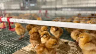 На Лакинской птицефабрике открылся новый птичник для молодняка