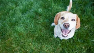 Собачникам готовят новые запреты и штрафы