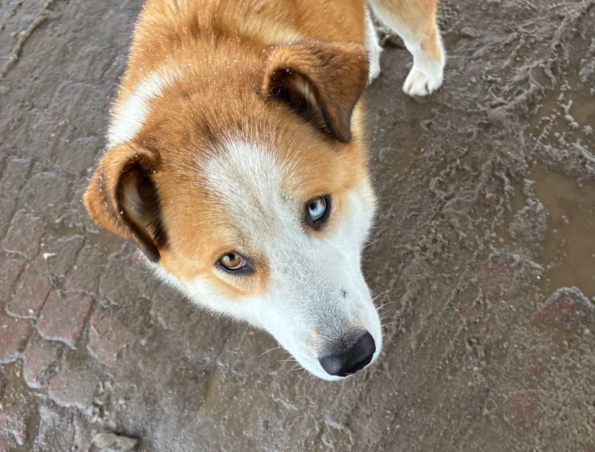 Власти Чебоксар привлекут зоозащитников для создания приюта для животных