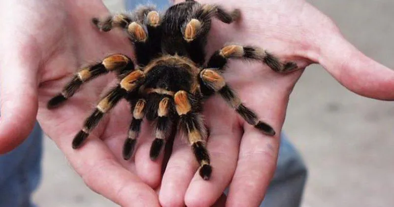 Почему нельзя убивать пауков дома