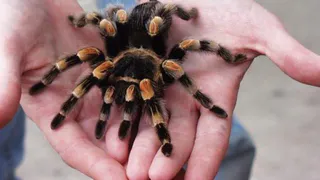 Почему нельзя убивать пауков дома