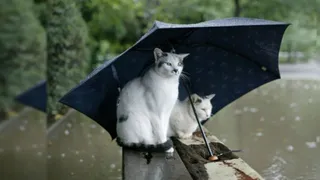 В Брянской области 29 июля ожидается переменная облачность