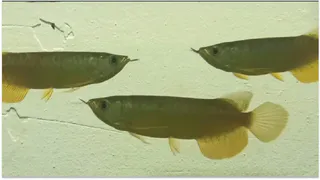 В Пензенском океанариуме у редкой рыбы родились мальки