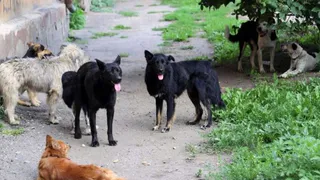Право на усыпление бездомных животных могут получить региональные власти
