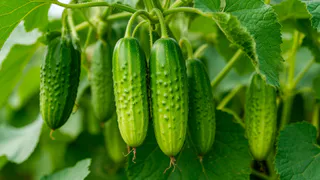 Огурцы дуреют с этой подкормки: проверенный временем рецепт – урожай как в промышленных теплицах