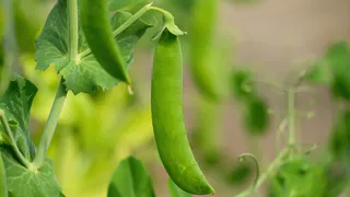 Гороху в период роста – обязательно: один секрет – и стручков будет, как на небе звезд