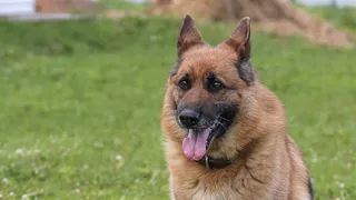 Свобода под запретом: в Госдуме предложили запретить самовыгул собак