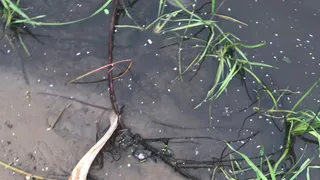 По факту гибели рыбы на Клязьме проверят владимирский «Водоканал»