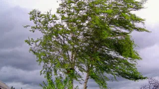 В МЧС Рязанской области предупредили о ливне и сильном ветре