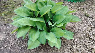 Озеленение в турбо-режиме: 10 комнатных растений, которые растут как на стероидах и быстро превратят комнату в зелёный оазис