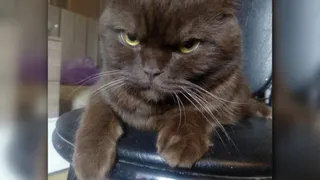 Дай лапку: Лара, Нюша и Ридж в поисках хозяев