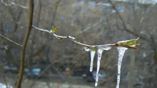 МЧС Рязанской области предупредило о заморозках 5 мая