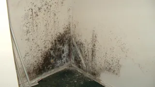 Жалобы нижнекамцев на плесень и трещины в доме услышала только прокуратура