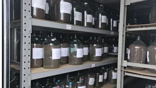 Во Владимирской области проходит заготовка шишек для восстановления лесов