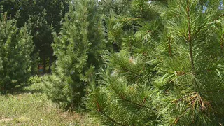 Взял все в свои руки: рязанец самостоятельно высадил кедровую рощу