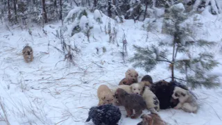 Все щенки, оставленные в лесу, обрели свой дом