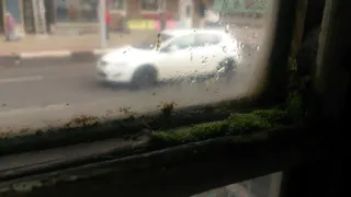 Рязанец сфотографировал мох на окне городского троллейбуса