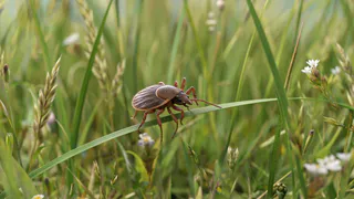 Сезон окончен: за год в Татарстане от укусов клещей пострадали 13 тысяч человек