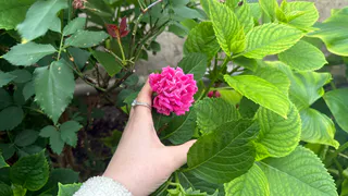 Неприхотливые многолетники для самых ленивых дачников: не нужно поливать и подкармливать, растут сами - шикарно цветут круглый год 