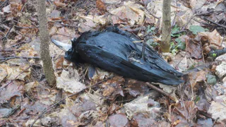 Орнитолог: возможно дягилевских грачей отравили