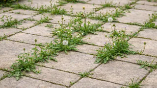 Сорняки лезут из плитки как по расписанию — устала воевать: решила проблему за один вечер