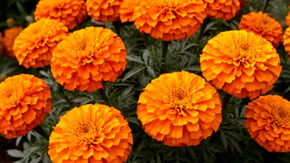 Сажаем бархатцы под зиму в приствольные круги: лучшая схема — обеспечит и красоту, и защиту сада