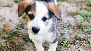 Дай лапку: Мистер кот, Айфель и Картошка в поисках хозяев