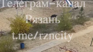 На детской площадке в Рязани на ребенка напали бездомные собаки