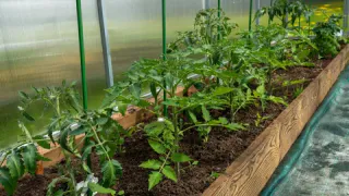 После одной обработки тля осыпалась и больше не лезет — мой проверенный дедовский способ