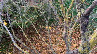 В Рязанской области высадили более 18 тысяч деревьев за месяц озеленения