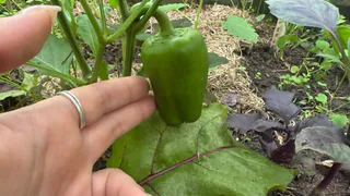 200 гр в лунку — и даже жухлые перцы облепят все кусты: вырастут крупными и сладкими — урожай придется собирать мешками