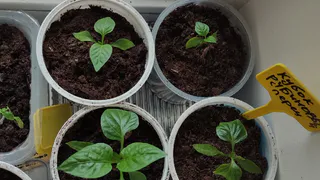 После пикировки рассаде нужно только это: 5 капель на 1 литр — и корни пойдёт мощные, а стебли — толстые