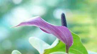 Спатифиллум обожает эту подкормку: 1 гр. на 1 литр  и цветоносы лезут без остановки круглые сутки