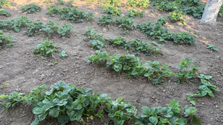 Бросьте спичку в лунку — клубника даст шикарные ягоды с кулак! Никаких вредителей 