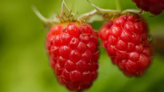 Два простых средства под малину осенью – и урожай увеличивается в разы: проверенный способ