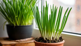 Растим лук на подоконнике к Новому году уже сейчас: как получить хорошую зелень - правила и советы