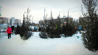 Где купить ёлку: карта хвойных базаров в Рязани 