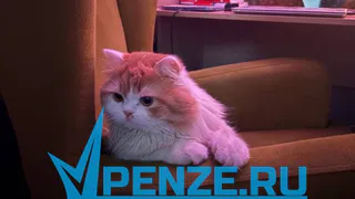 Умирающая старушка из Пензы просит взять под свое крыло 9 кошек